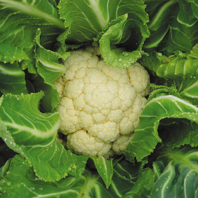 Qualtivate HYB-8A White Head Cauliflower Snowball Seeds Seed(300 per packet)