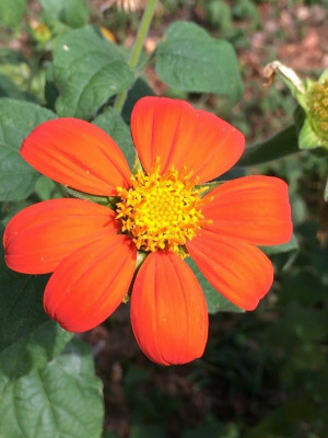 MWHY Tithonia Orange Flower Seed(25 per packet)