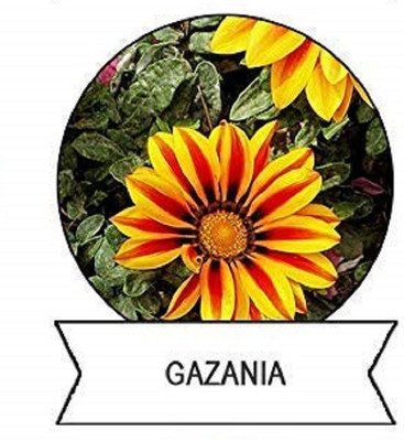 CYBEXIS Gazania Flower Seeds400 Seeds Seed(400 per packet)