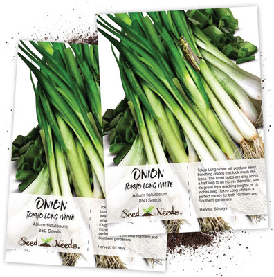 WILLVINE GBPUT-265 Tokyo Long White Onion (Allium fistulosum) Seed(1000 per packet)