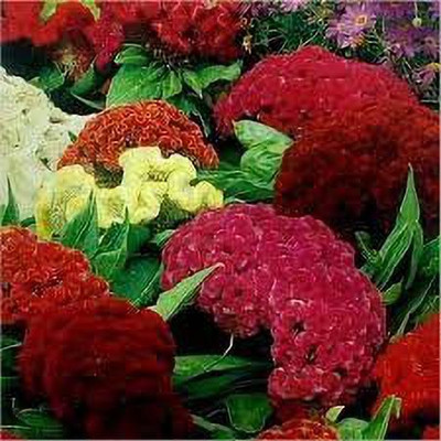 Aywal Cockscomb Flower F1 Hybrid Seed(50 per packet)