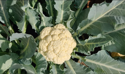 Aywal Cauliflower – Brittany Seed(250 per packet)