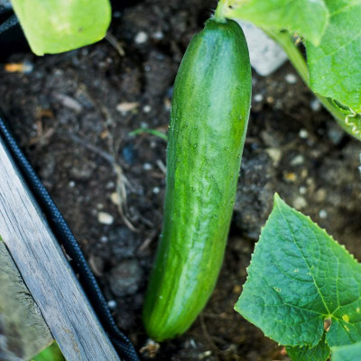 WHYGI F1 DIVA CUCUMBER Seeds-CuC_261 Seed(50 per packet)