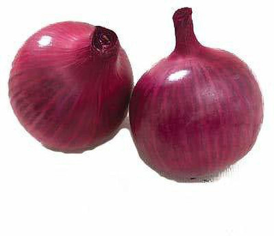 KANAYA Onion Seed(45 per packet)