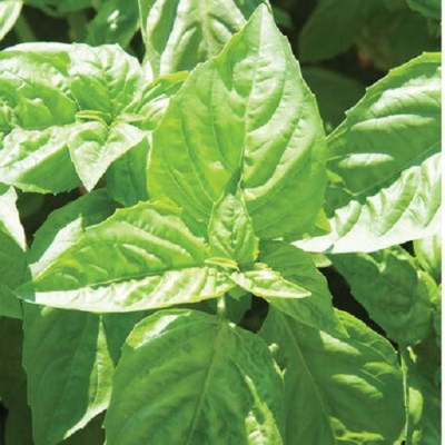 Qualtivate NDIR-6 Basil Nufar(Ocimum basilicum) Seed(1000 per packet)