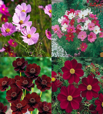 ibains Cosmos mix flower seeds biij 20 Seed(20 per packet)