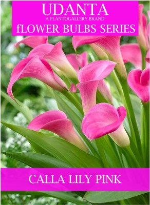 Udanta Calla Lily Flower Bulbs For Home Gardening - Pack of 20 Bulbs (Pink) Seed(20 per packet)