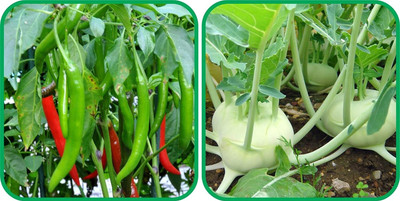 WILLVINE HAR -XII Knol Khol And Chilli[50gm, 10000 Seeds] Seed(10000 per packet)