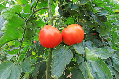 Decon tomato Seed(95 per packet)