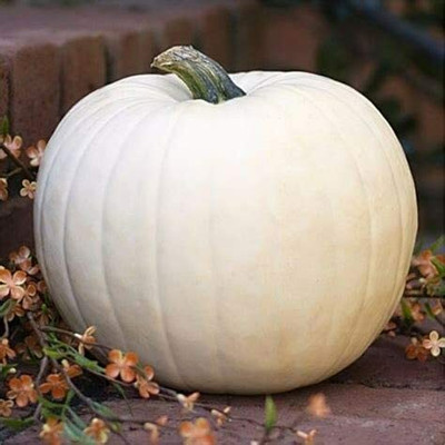 CYBEXIS White Pumpkin Vegetable Seeds100 Seeds Seed(100 per packet)