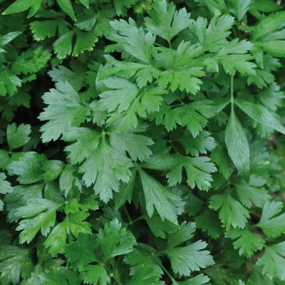 KNESSiN Seeds Parsley Triple Moss Curled-{2000 Seeds} Seed(2000 per packet)