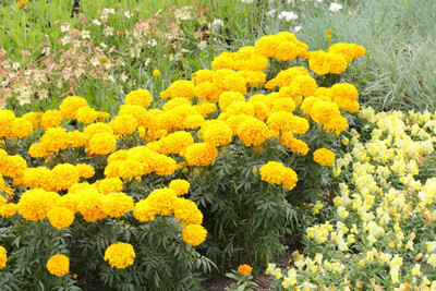 SIDDHARTH FISH FARM marigold/gende ka phool flower seeds Seed(50 per packet)