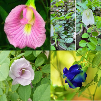 ibains Aparajita double ( blue and red ) seeds bij 26 Seed(26 per packet)
