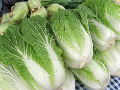WILLVINE PUAS -II Peking Napa Cabbage Heirloom [50g] Seed(15000 per packet)