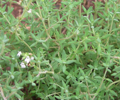 VibeX NDIR-51 - Orange Thyme - (1350 Seeds) Seed(1350 per packet)