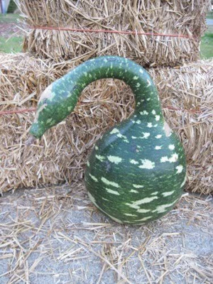 CYBEXIS LX-98 - GOOSENECK / BOTTLE / SWAN GOURD - (100 Seeds) Seed(100 per packet)