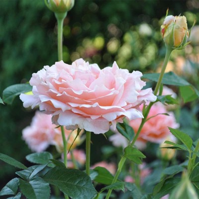 CYBEXIS VVI-55 - Apricot Climbing Rose Plant - (300 Seeds) Seed(300 per packet)