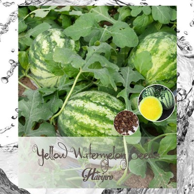 VibeX LX-98 - Yellow Watermelon - (150 Seeds) Seed(150 per packet)