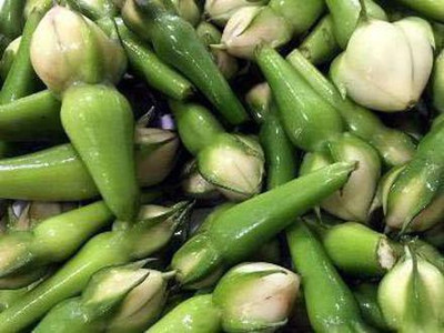 WILLVINE NBIR-248 CLOVE BEAN BRINJAL (NITHYA VAZHUTHANA) Seed(200 per packet)