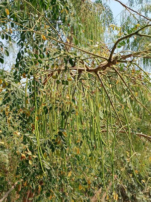 Jignishaseeds High Yield PKM-1 Drumstick(Moringa) Seeds for Home Gardening Seed(15 per packet)