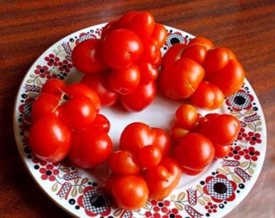 KNESSiN F1 Hybrid Tomato Travel Voyage Fresh Healthy Seeds - (2000 Seeds) Seed(2000 per packet)