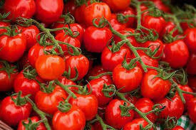 Oliver F1 Quality tomato seed Seed(43 per packet)