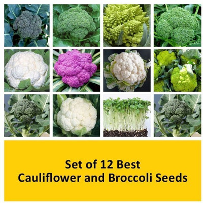 WILLVINE Set of 12 Best Cauliflower and Broccoli Seeds Seed(700 per packet)