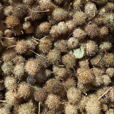 BHARAT JADI BOOTI Bindaal Doda - Devdali - Bandal Phal - Thorn Gourd - Luffa Echinata Seed(500 g)