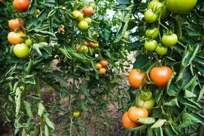 RoyalGardening tomato Seed(130 per packet)