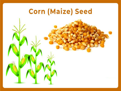 Qualtivate RES-1A Corn(Maize) Seeds Seed(400 per packet)