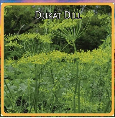 Qualtivate NBIR-254 Dill Seeds - Elephant Seed(500 per packet)
