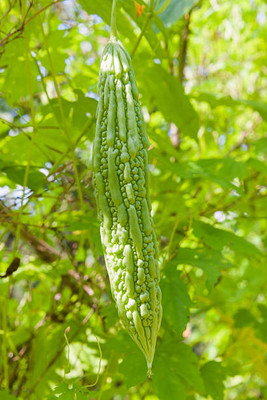 Kodali Hybrid F1 Bitter Gourd Seeds Pack Of 39 Seed(39 per packet)