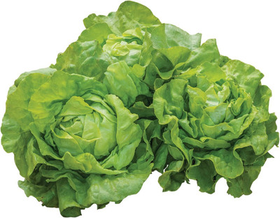 Qualtivate FXL-5AT Dynamite Lettuce Seeds Seed(300 per packet)
