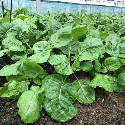 CYBEXIS kailan GAI LAN Plant Seeds500 Seeds Seed(500 per packet)