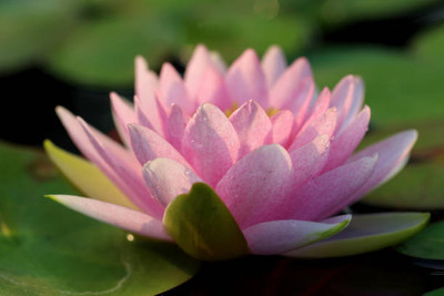 ONUS lotus,kamal gatta Seed(10 per packet)