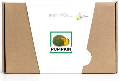 CYBEXIS Pumpkin-50 Seeds Seed(50 per packet)