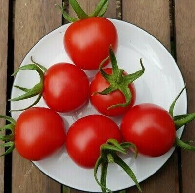 KNESSiN F1 Hybrid Chadwick Cherry Tomato Fresh Healthy Seeds - (4000 Seeds) Seed(4000 per packet)