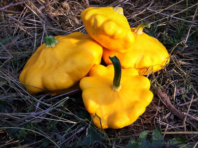 Biosnyg Hybrid Yellow Scallop Zucchini Seeds For Kitchen Gardening - (40 Seeds) Seed(40 per packet)