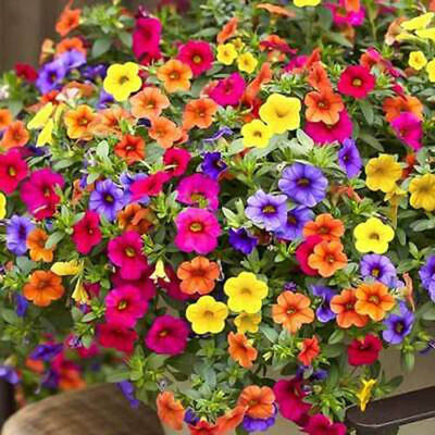 CYBEXIS VVI-89 - Petunia Mixed Color Bright Flowers - (540 Seeds) Seed(540 per packet)