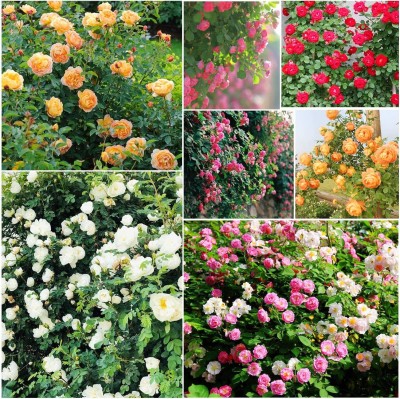 Biosnyg Climbing Rose Rosa Multiflora Perennial Fragrant Flower Garden Décor 100 Seeds Seed(100 per packet)