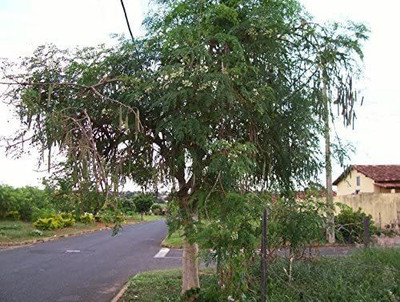 VibeX VVI-55 - Shobhanjana Drumstick Moringa Tree - (150 Seeds) Seed(150 per packet)
