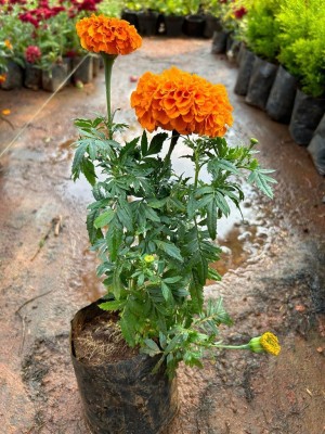 DEYS AGRO ™ african marigold flower seeds, monsoon genda phool seeds marigold multicolor Seed(45 per packet)