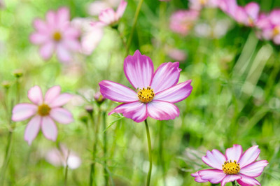 ZIXA Cosmos bipinnatus ‘Cosimo Red-White’ Seed(20 per packet)