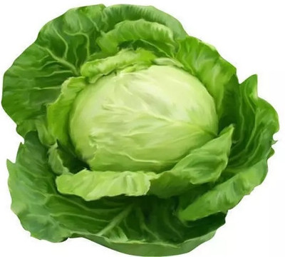 MYLAWN Green Cabbage Seed(500 per packet)