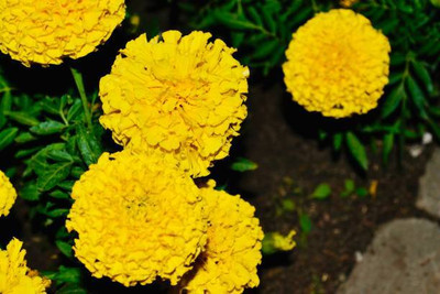 FARMBLESSING marigold/gende ka phool flower seeds Seed(75 per packet)