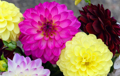 Lorvox Hybrid mulitcolour dahlia Seed(45 per packet)