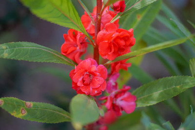 XOLDAA BALSAM FLOWER SEEDS Seed(30 per packet)