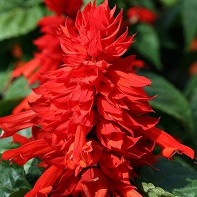 BDSresolve salvia flower seeds for home garden/salvia seed 16 Seed(16 per packet)