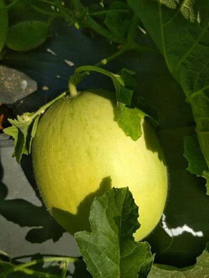 VibeX LXI-22 - Yellow MelonCantaloupe Muskmelon Kharbuja - (1350 Seeds) Seed(1350 per packet)