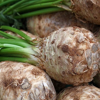 VibeX LX-64 - Giant Prague Celeriac - (2250 Seeds) Seed(2250 per packet)